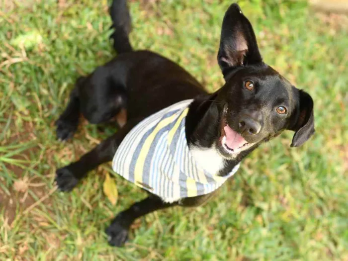 Cachorro ra a SRD (Sem Raça Definida) idade 1 ano nome Azeitona