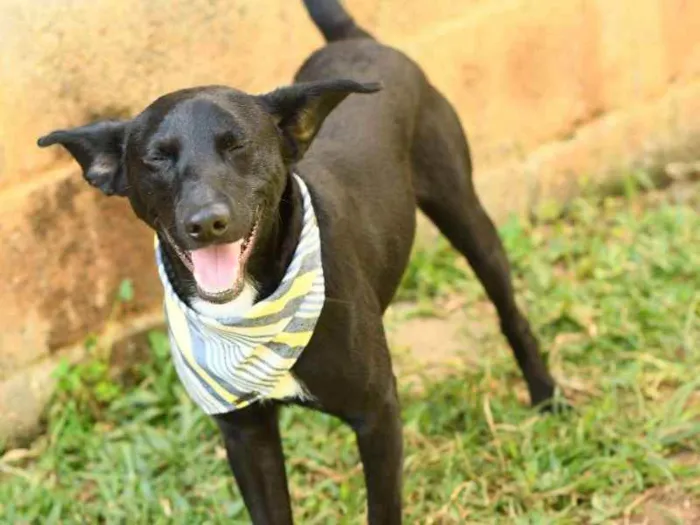 Cachorro ra a SRD (Sem Raça Definida) idade 1 ano nome Azeitona