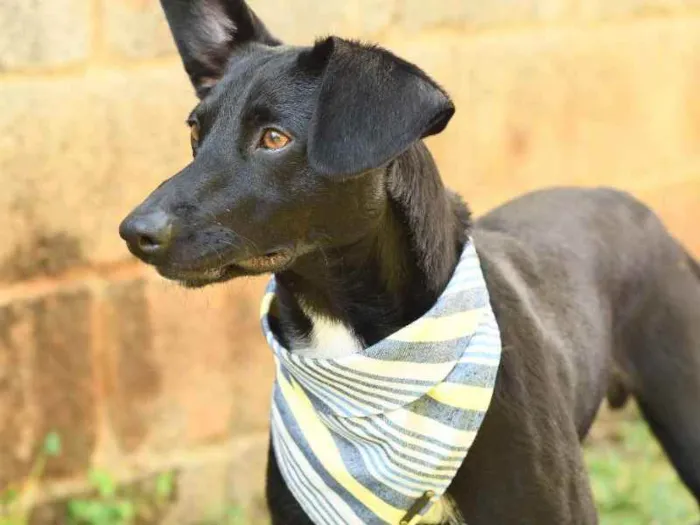 Cachorro ra a SRD (Sem Raça Definida) idade 1 ano nome Azeitona