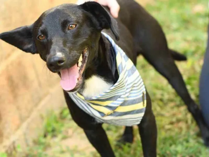Cachorro ra a SRD (Sem Raça Definida) idade 1 ano nome Azeitona