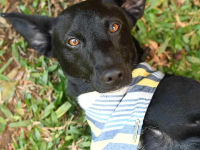 Cachorro ra a SRD (Sem Raça Definida) idade 1 ano nome Azeitona