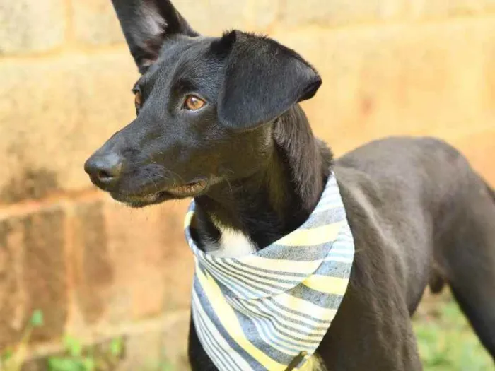 Cachorro ra a SRD (Sem Raça Definida) idade 1 ano nome Azeitona