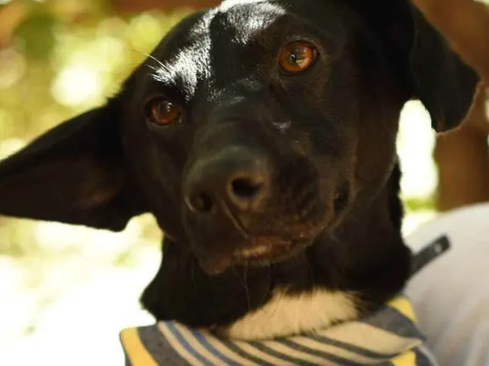 Cachorro ra a SRD (Sem Raça Definida) idade 1 ano nome Azeitona