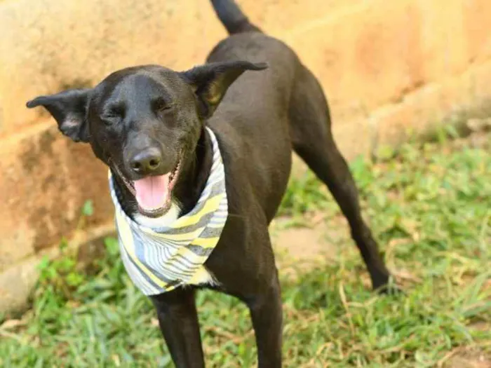 Cachorro ra a SRD (Sem Raça Definida) idade 1 ano nome Azeitona