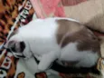 Pagu