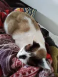 Pagu