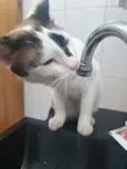 Pagu