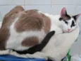Pagu