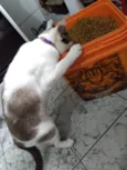 Pagu