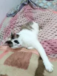 Pagu