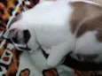 Pagu