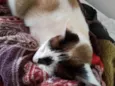 Pagu