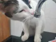 Pagu