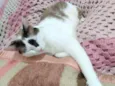 Pagu