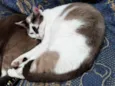 Pagu