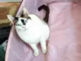 Pagu