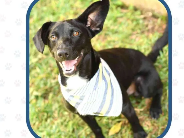 Cachorro ra a SRD (Sem Raça Definida) idade 1 ano nome Azeitona
