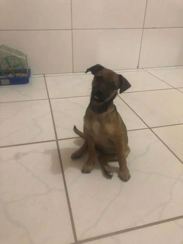 Cachorro ra a  idade 2 a 6 meses nome FILHOTE FÊMEA 3 MESE