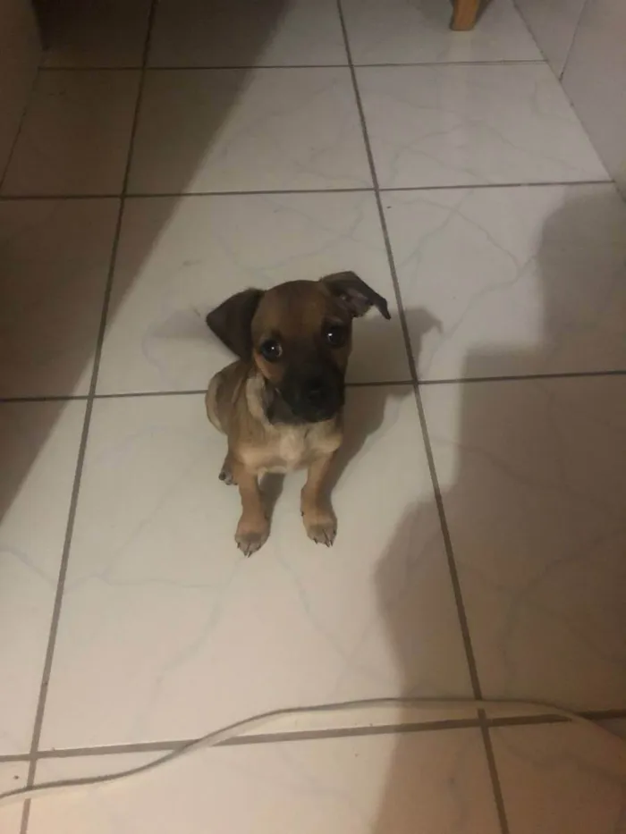 Cachorro ra a  idade 2 a 6 meses nome FILHOTE FÊMEA 3 MESE