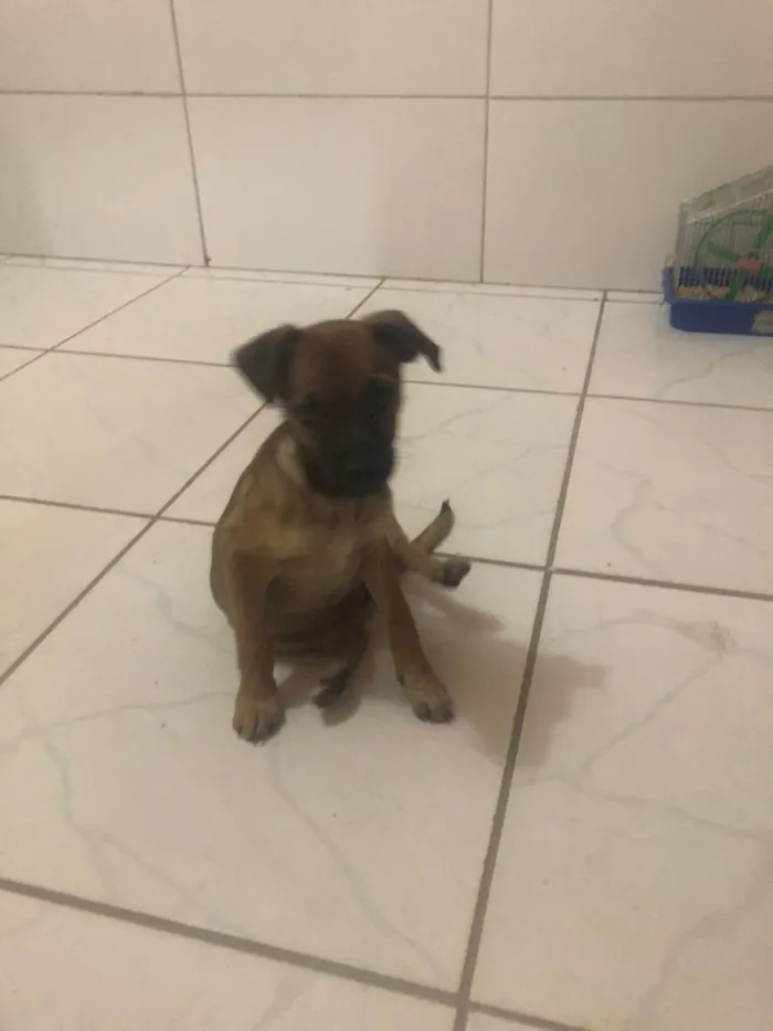 Cachorro ra a  idade 2 a 6 meses nome FILHOTE FÊMEA 3 MESE