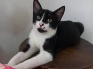 Gato raça SRD idade 2 a 6 meses nome Romulo
