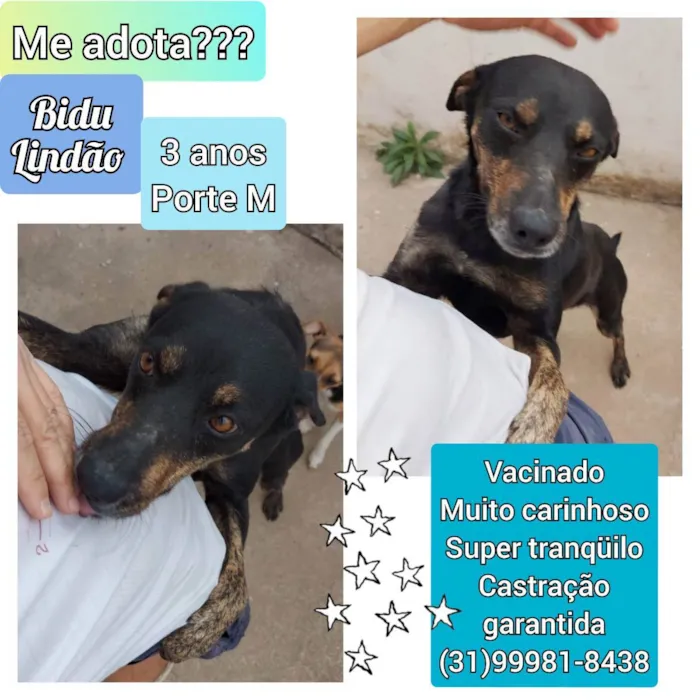 Cachorro raça SRD idade 3 anos nome Bidu