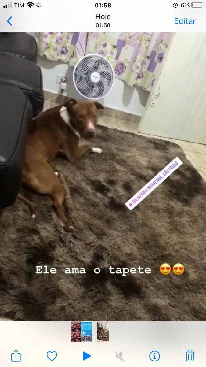 Cachorro ra a Pitbull  idade 3 anos nome Toretto