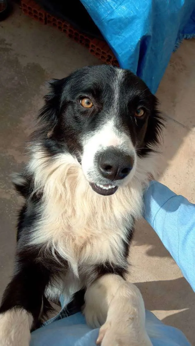 Cachorro ra a Dorber collie idade  nome Rajado