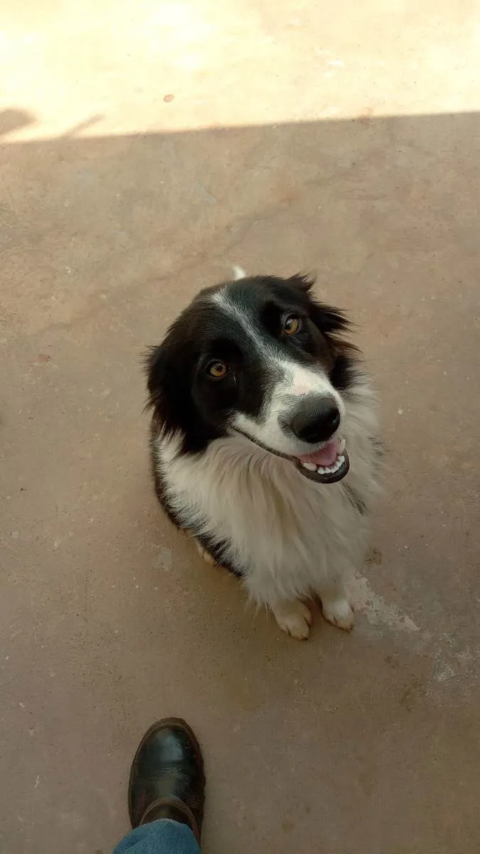 Cachorro ra a Dorber collie idade  nome Rajado