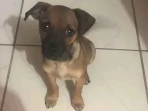 Cachorro raça  idade 2 a 6 meses nome FILHOTE FÊMEA 3 MESE