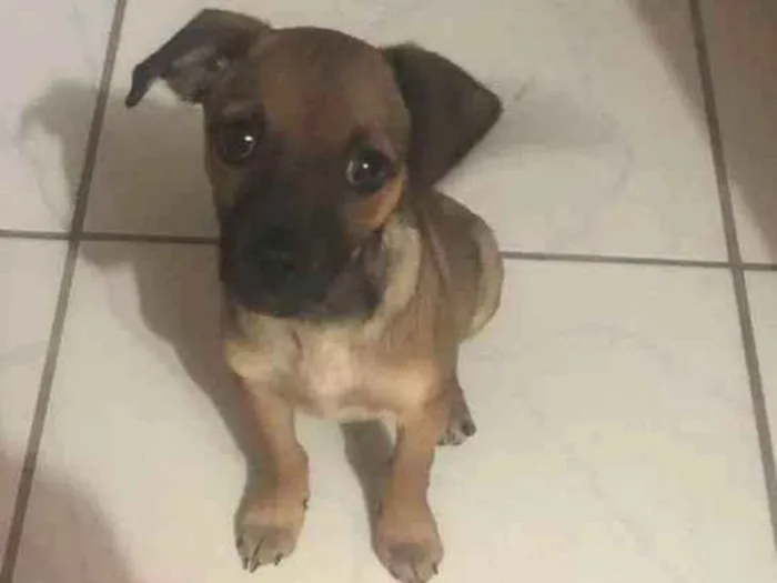 Cachorro ra a  idade 2 a 6 meses nome FILHOTE FÊMEA 3 MESE