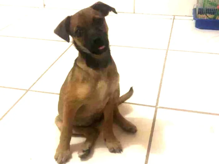 Cachorro ra a  idade 2 a 6 meses nome FILHOTE FÊMEA 3 MESE