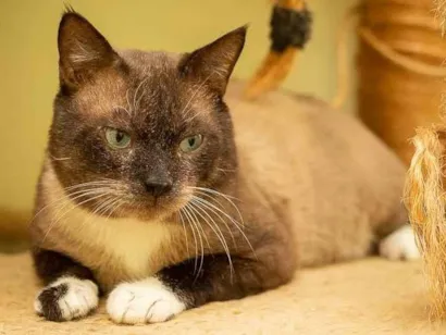 Gato raça SRD idade 5 anos nome Edinho 
