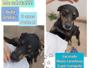 Cachorro raça SRD idade 3 anos nome Bidu