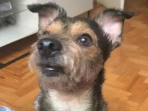 Cachorro raça SRD idade 7 a 11 meses nome Apolo