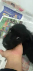 Bob