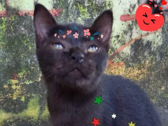 Gato ra a SRD idade 2 a 6 meses nome Yang