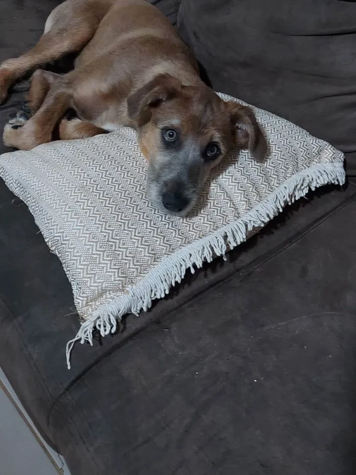 Cachorro ra a Vira Lata idade 1 ano nome Peter