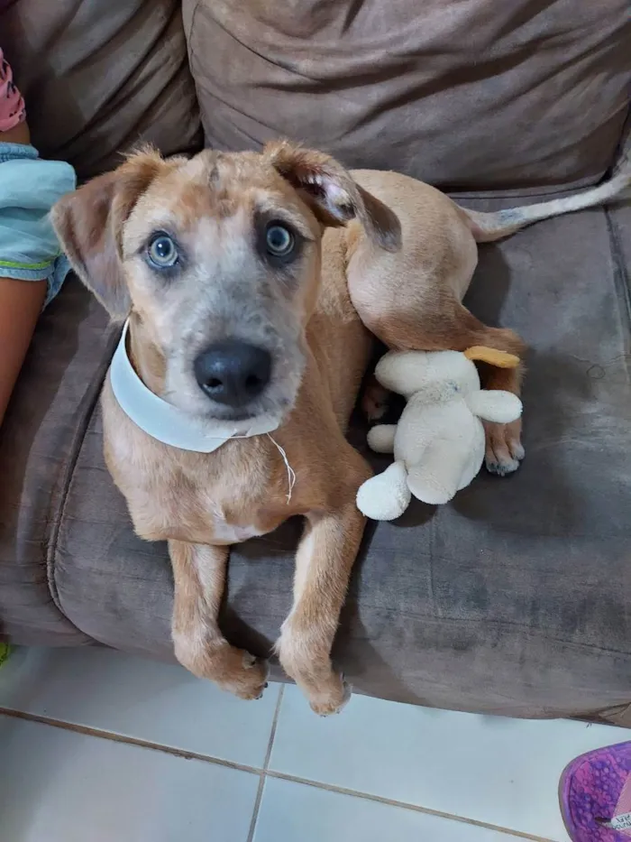 Cachorro ra a Vira Lata idade 1 ano nome Peter