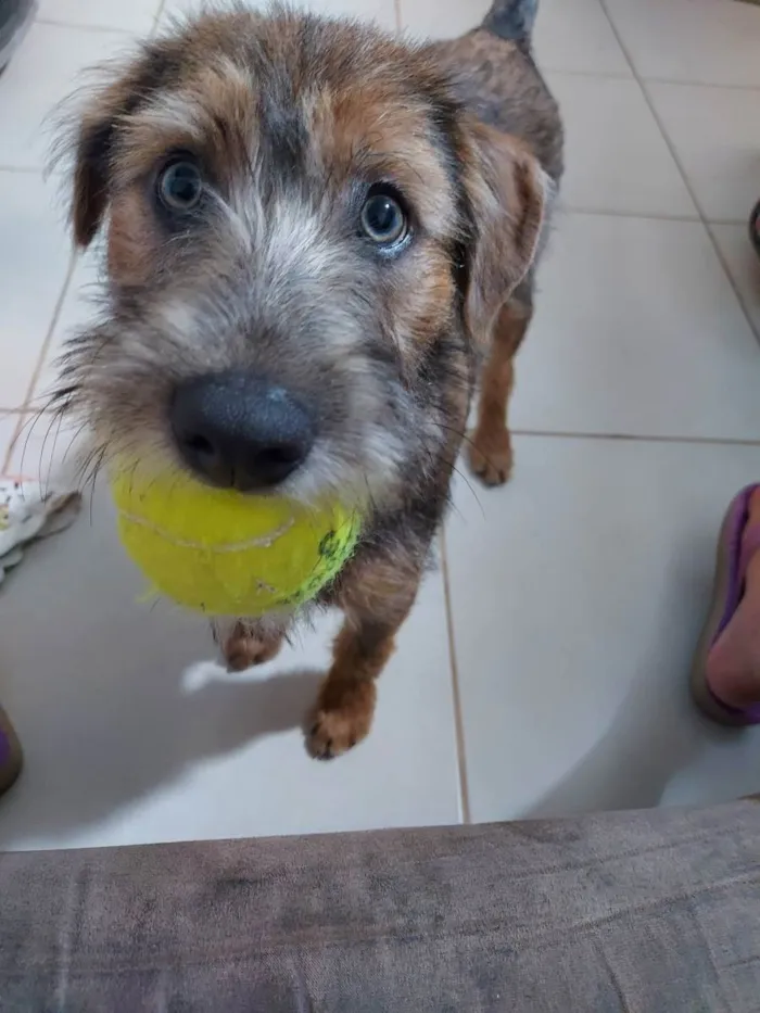 Cachorro ra a Vira Lata idade 1 ano nome Peter