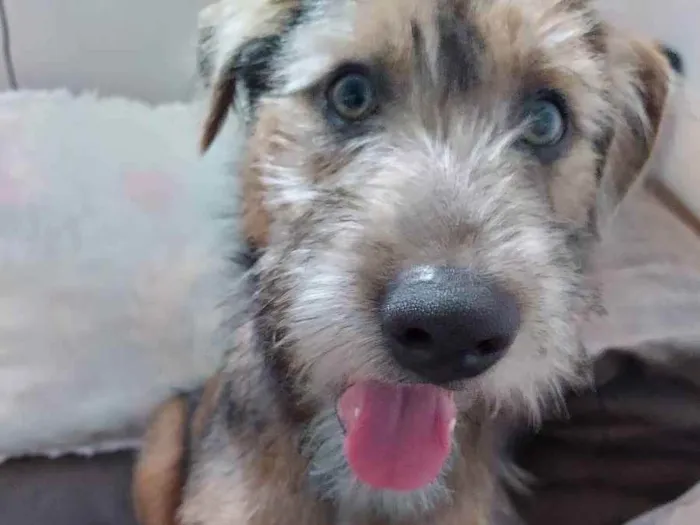 Cachorro ra a Vira Lata idade 1 ano nome Peter