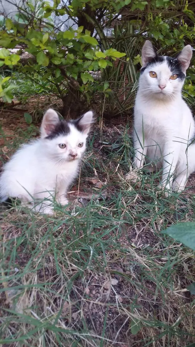 Gato raça  idade  nome Não tem 