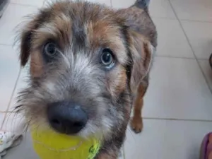 Cachorro raça Vira Lata idade 1 ano nome Peter