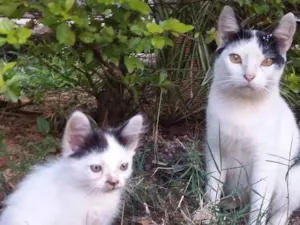 Gato raça  idade  nome Não tem 