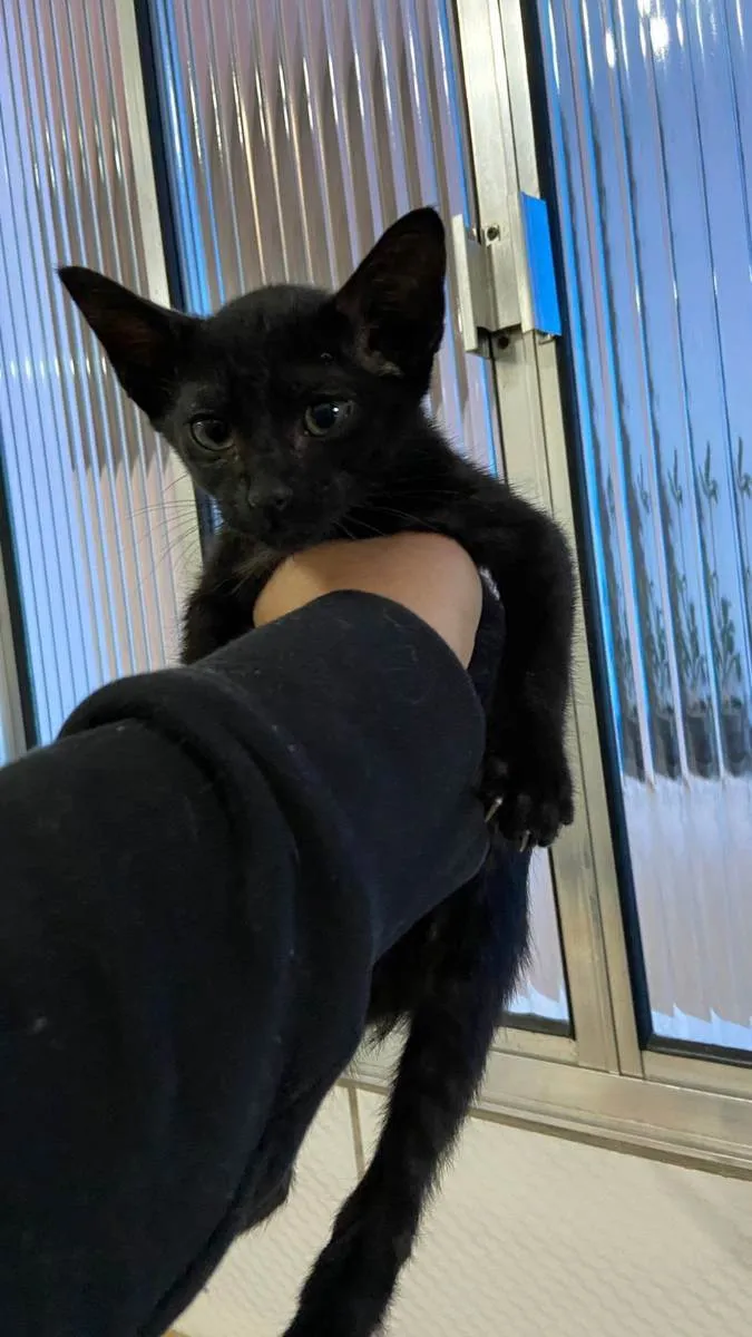 Gato raça SDR idade 2 a 6 meses nome Sem nome
