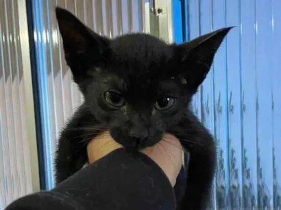 Gato raça SDR idade 2 a 6 meses nome Sem nome
