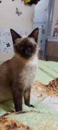 Manu