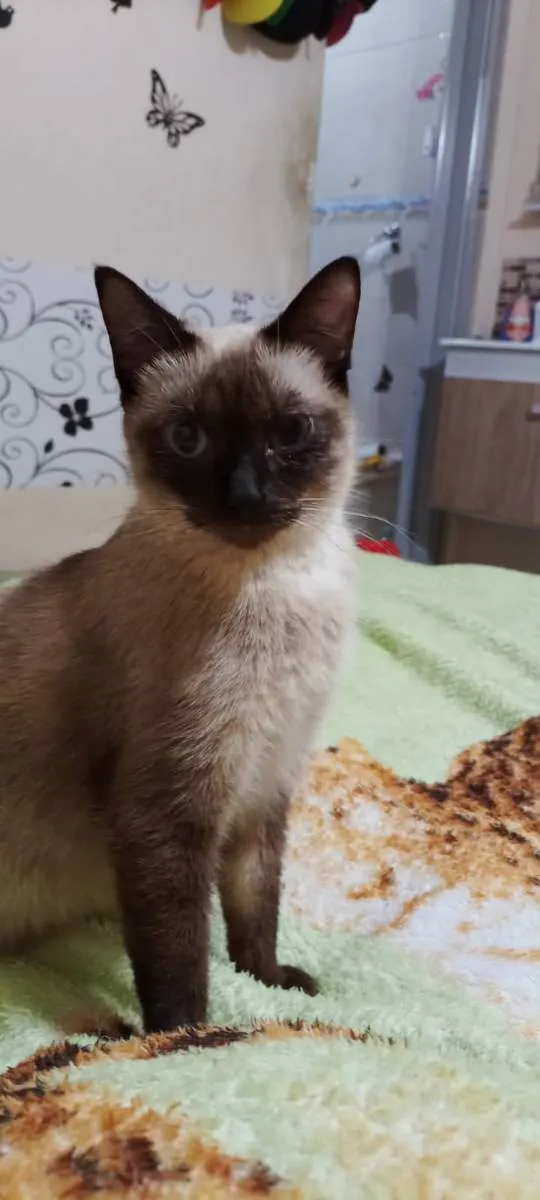 Gato ra a siames idade 1 ano nome Manu
