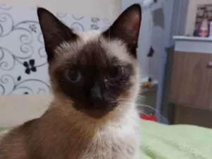 Gato raça siames idade 1 ano nome Manu