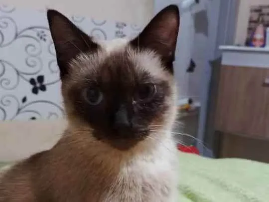 Gato ra a siames idade 1 ano nome Manu